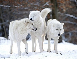 Зимняя фотосессия с волками